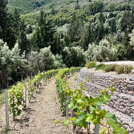 Vasiliki Houses Semesterbostad *